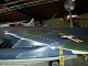 wing_p.jpg