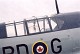 firefly_19.jpg