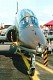 hawk_04.jpg