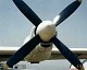 tu_4_bull_09.jpg