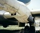 tu_4_bull_11.jpg